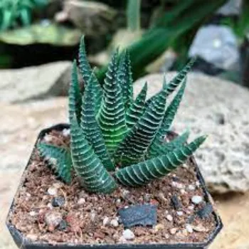 Designer Succulent Plant